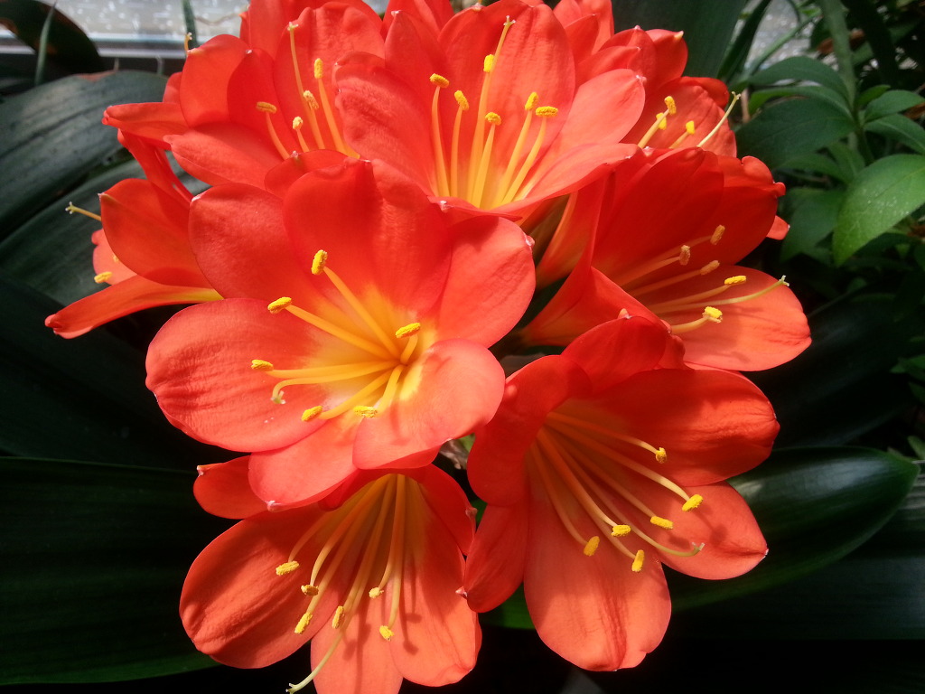 ../../_images/flower1.jpg