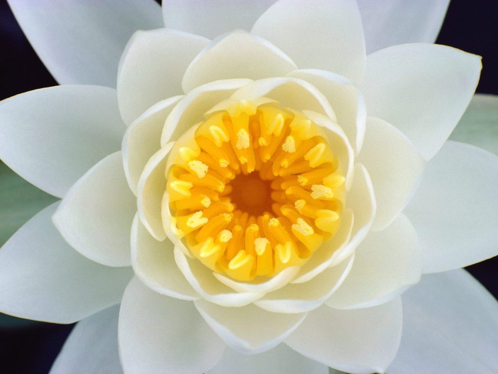 ../../_images/flower2.jpg